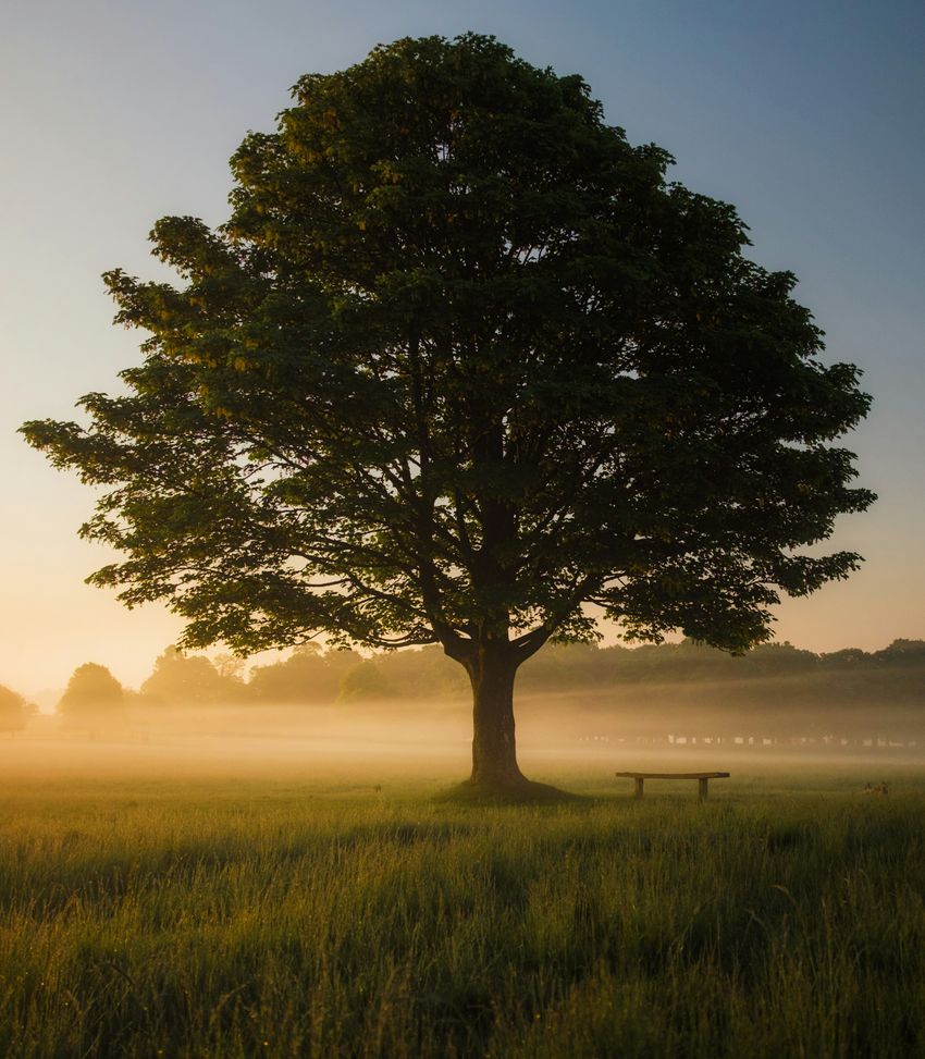 Solitary oak tree with full canopy standing in a misty field at sunrise with an empty bench nearby
